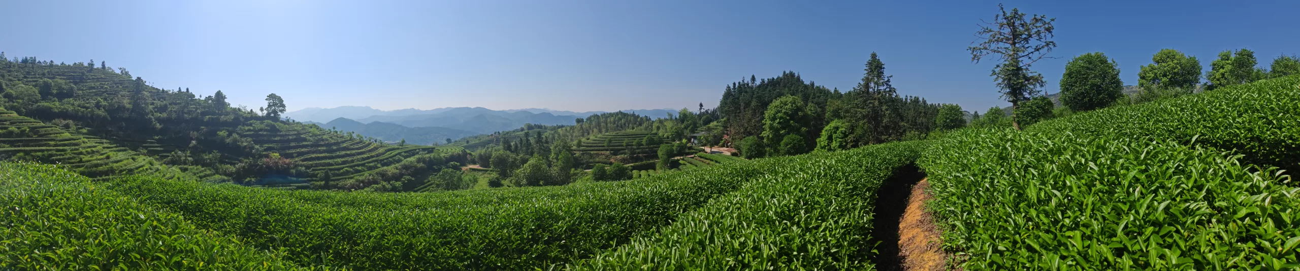 Wild-Grown Authentic Chinese Tea